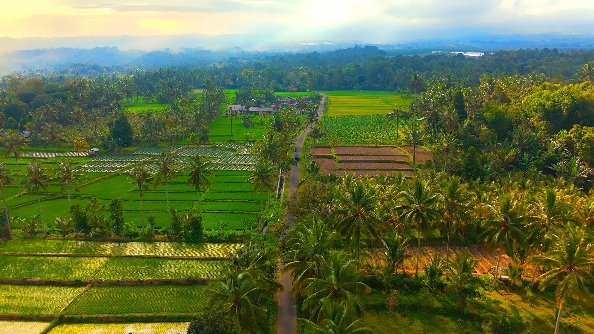 Banyuwangi Rice Fields & Tropical Landscape